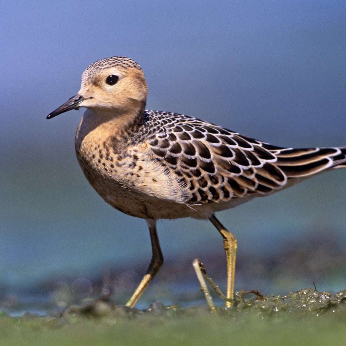 Inminente Personal Estructuralmente Birdwatch: On the trail of the elusive buff-breasted sandpiper, man and boy  | Birds | The Guardian