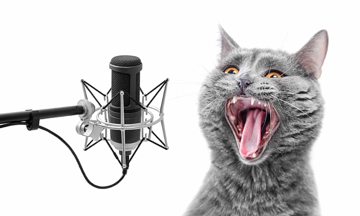 Go for it … CatsTwoAngryYowlsD PE022601 (AKA the Wilhelm Miaow) was recorded in a living room in 1988.