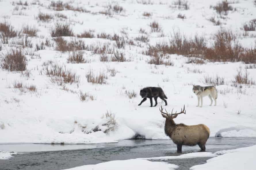 A pair of timber wolves stalk an elk in Yellowstone national park.