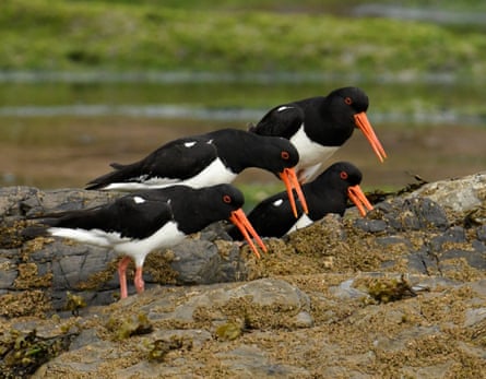 Just two people – but millions of inhabitants: the tiny Cornish island where nature is thriving | Environment | The Guardian