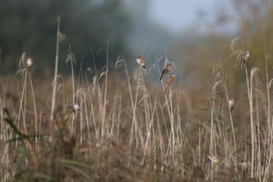A bearded tit (Panurus biarmicus) in Norfolk.