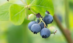 ‘Blueberries love nitrogen.’