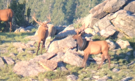 The first sighting of the elk in 2019.