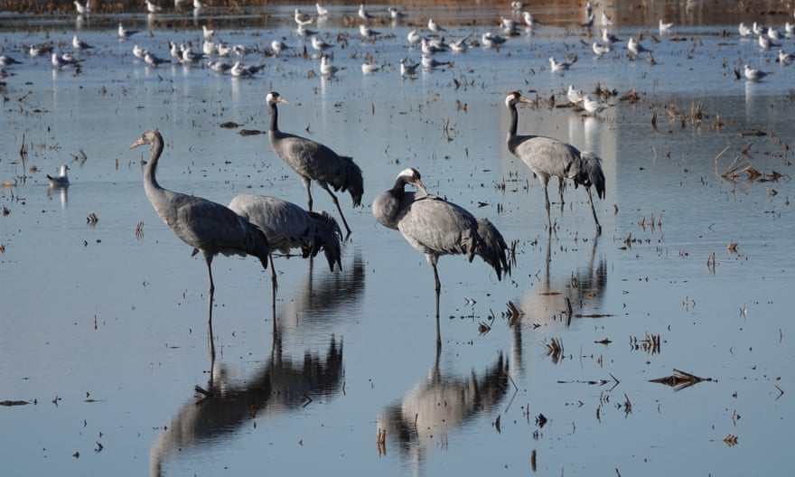 Common cranes in Extremadura.