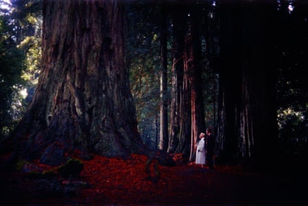 Kim Novak and James Stewart beneath the Californian redwood trees in Alfred Hitchcock’s Vertigo.