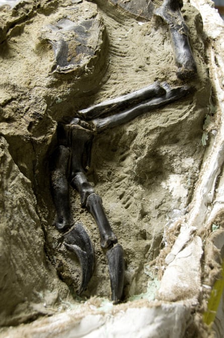 The bones were offered to the Smithsonian for $15m.