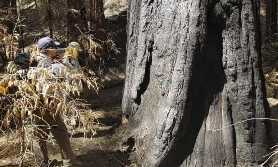 Fire scientists examine a giant sequoia tree following the 2020 Castle fire.