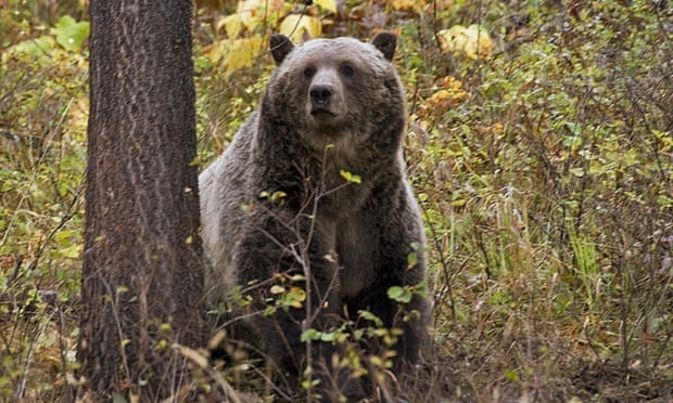 Ovando, where the attack occurred, is on the southern edge of a huge wilderness that stretches to the border of Canada and is home to an estimated 1,000 bears.