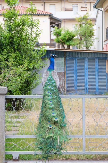 A peacock perched on a fence.