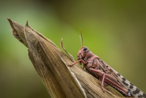 A desert locust sits on a maize plant at a farm in Katitika village, Kitui county, Kenya