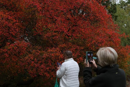 A tree with dark red leaves.