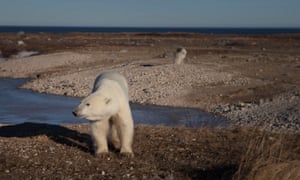 A Polar bear outside Churchill, Hudson bay, Canada in November when the ground would normally be frozen over