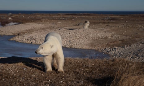 A polar bear outside Churchill, Hudson Bay, Canada, November 2016. 