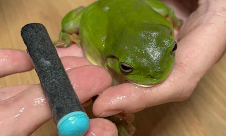 Tree frog with nerf gun dart that was removed.
