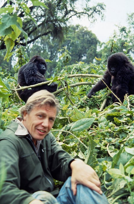 A man sitting in the undergrowth with two mountain gorillas in the background