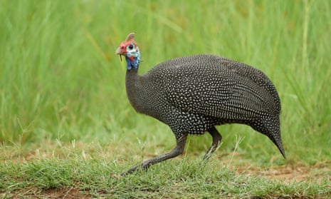 The case of Strange Bird: how did an African guineafowl end up
