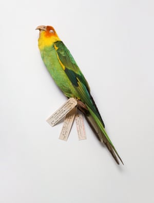 Carolina parakeet – extinct