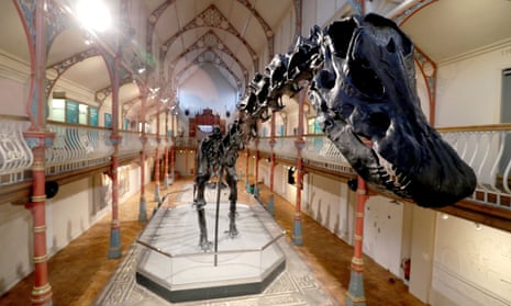 Dippy the diplodocus, at Dorset County Museum. 