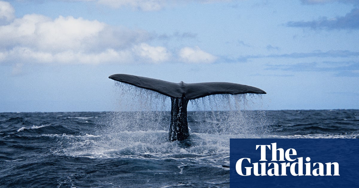 Call Me Ishmaelle by Xiaolu Guo review a gender-swapped Moby-Dick