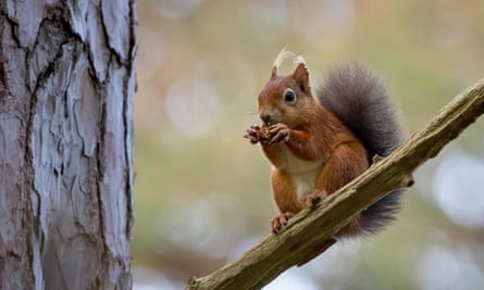 Red squirrel at Brownsea Island. Image by Emma Healey