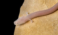 An olm, at Slovenia’s Postojna Cave.