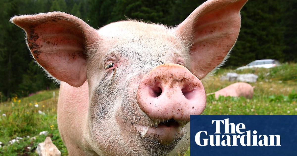 Farmers jailed in Australia for smuggling Danish pig semen in shampoo bottles