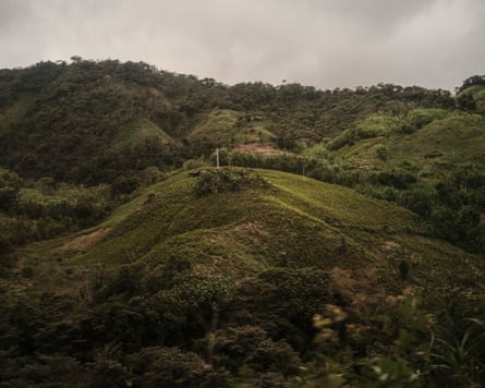 A coca field