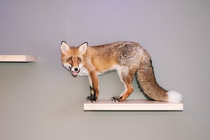 Lisiak the fox on the shelf