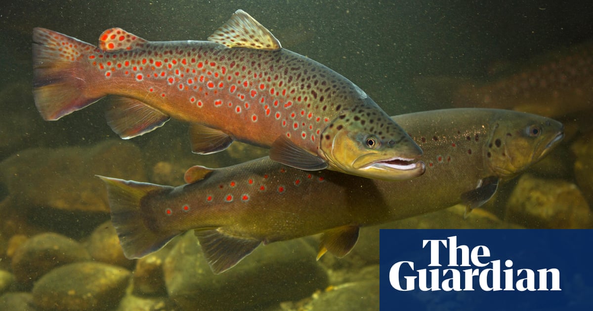 Britain’s favourite fish at risk of wipeout within decades, predicts report | Fish Britain’s favourite fish at risk of wipeout within decades, predicts report | Fish