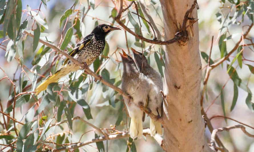 How An Endangered Australian Songbird Is Forgetting Its Love Songs Birds The Guardian How An Endangered Australian Songbird Is Forgetting Its Love Songs Birds The Guardian