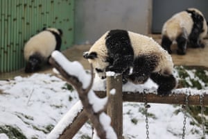 Panda plays in snow