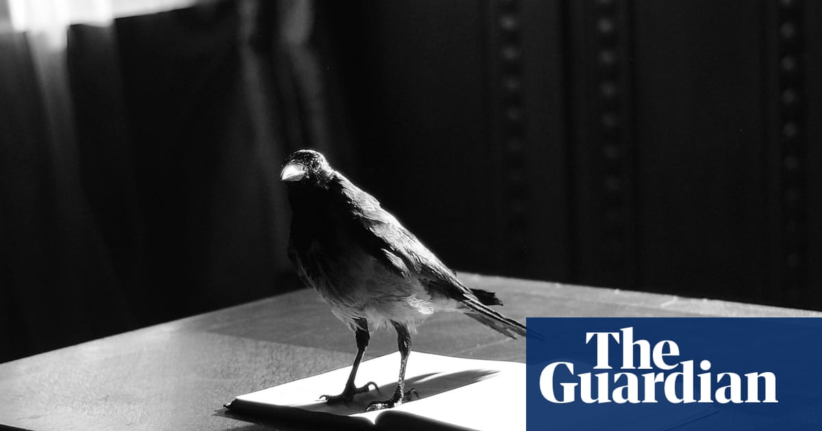 Κριτική Grief Is the Thing With Feathers από τον Max Porter – μια θαρραλέα απόδοση του πένθους