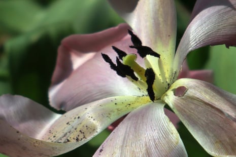 A close-up of the tulip variety Mystik Van Eijk, 10 April