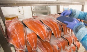 The Federal Regulator Has Stipulated That The Salmon May Only Be Raised In Land Based Secure Hatcheries In Panama And Canada Which It Will Monitor The Federal Regulator Has Stipulated That The Salmon May Only Be Raised In Land Based Secure Hatcheries In Panama And Canada Which It Will Monitor