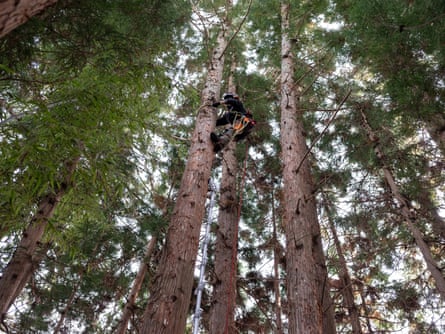 A person in climbing gear halfway up a tall tree