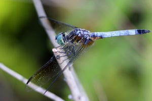 A great blue skimmer dragonfly (Libellula vibrans), Markham, Canada