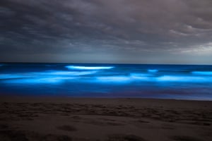 At night time, the bioluminescent plankton gave off a neon blue glow. The optimal time for viewing is around new moons when there will be no moonlight reflecting on the water.