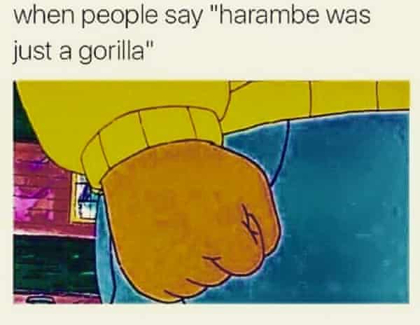 Harambe The Gorilla Whose Meme Is It Anyway Culture The Guardian