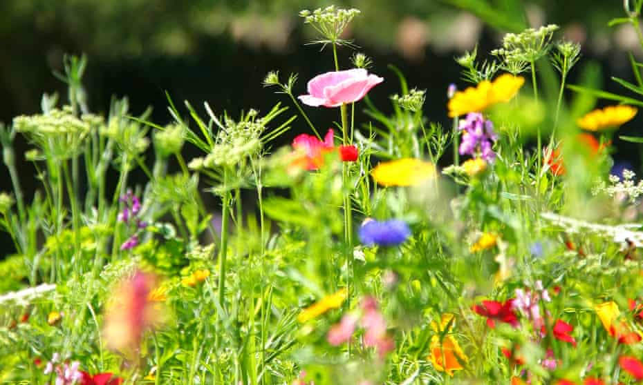 A wildflower meadow: ‘every inch of soil is waiting for its moment to burst forth’.
