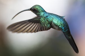 A green hermit hummingbird
