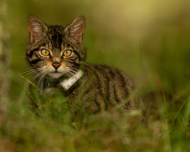 A wild Scottish kitten