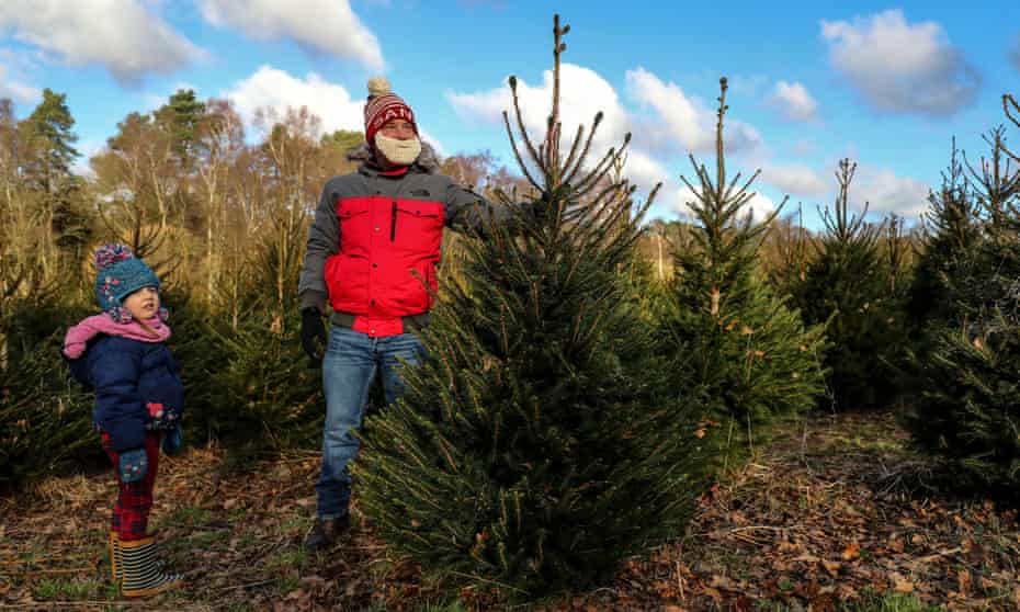 All Hail The Christmas Tree A Mighty Survivor From Mesozoic Times Plants The Guardian All Hail The Christmas Tree A Mighty Survivor From Mesozoic Times Plants The Guardian