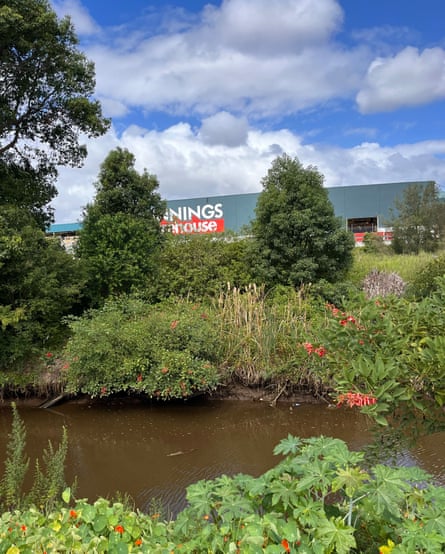 A juvenile crocodile is seen swimming in a Newcastle creek