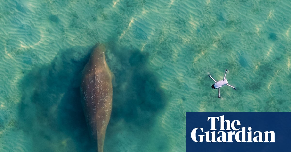 Looking for Miracle: why have so many dugongs gone missing from Thailand's shores?