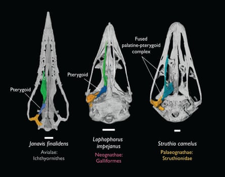 Palate of Janavis finalidens compared with that of a pheasant and an ostrich.