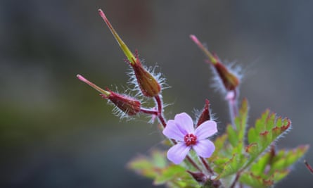 Blooming Herb Robert with seeds