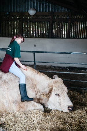 New best friends: when Mo, 17, first arrived she was terrified of the cows.