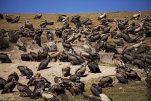 Vultures gather for a sky burial near the Larung valley in Garzê Tibetan Autonomous Prefecture, China