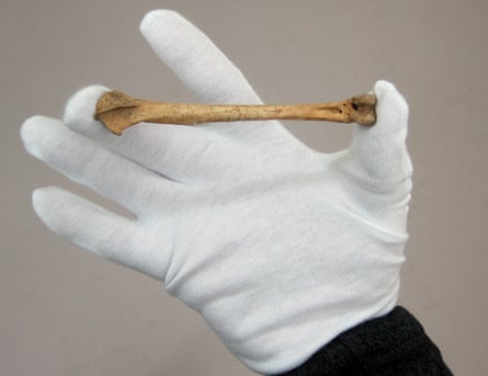 A chicken leg bone from New Zealand’s South Island, which radiocarbon dating has revealed dates to around the time of Captain Cook’s second voyage.