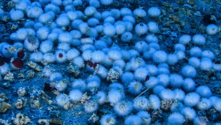 White sea urchins and rhodoliths
